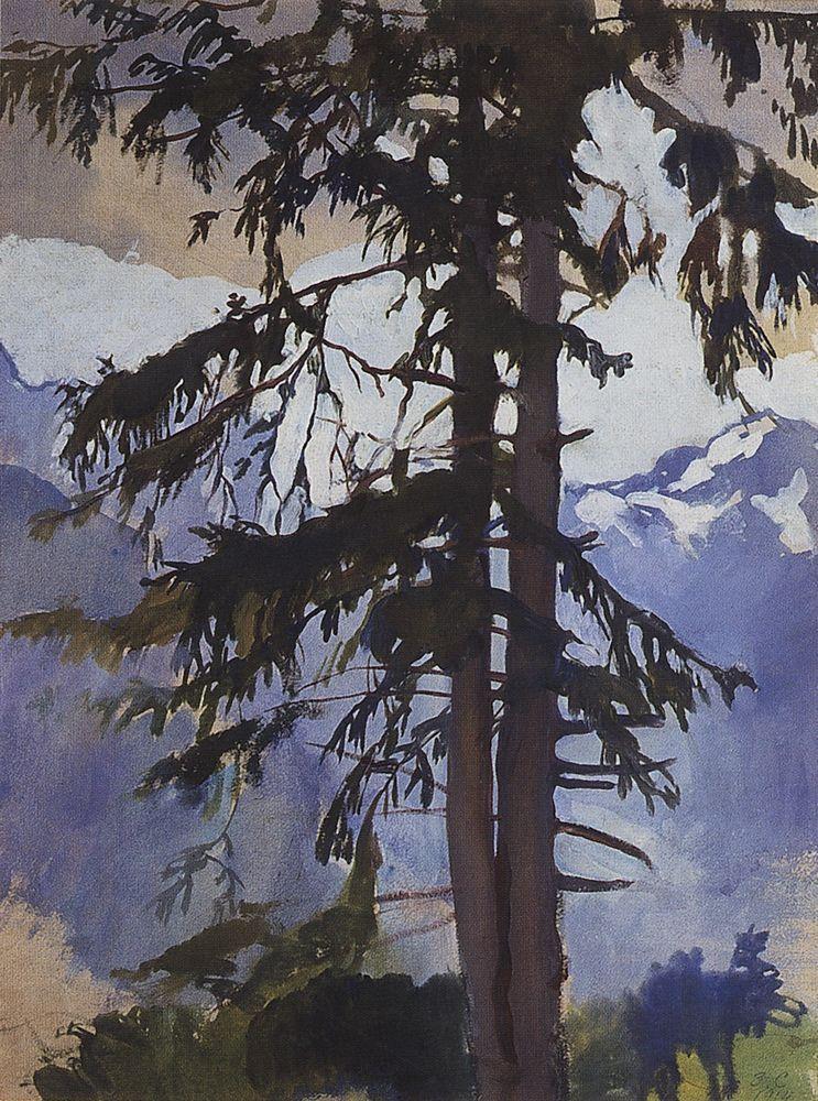 Spruce